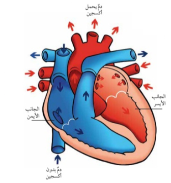 أجزاء القلب